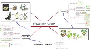 Ментальна карта до уроку "Видозміни пагона"