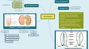 Ментальна карта до уроку "Насінина"