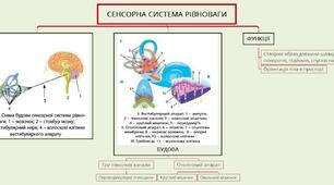 Ментальна карта до уроку "Сенсорна система рівноваги"