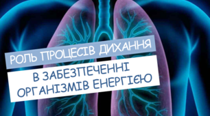 Презентація "Роль процесів дихання в забезпеченні організмів енергією"