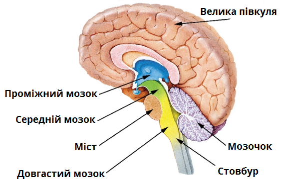 Головний мозок — урок. Біологія, 8 клас.