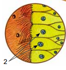 0400l5h9-92ff-131x140.png