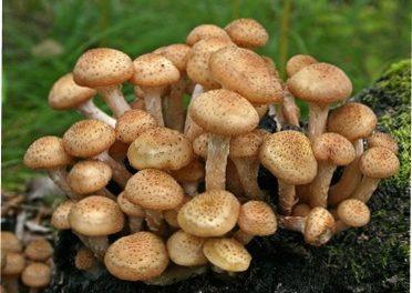 0400l8vu-906a-372x264.jpg