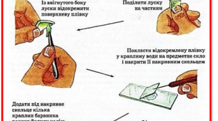 П/р № 2. Виготовлення мікропрепаратів