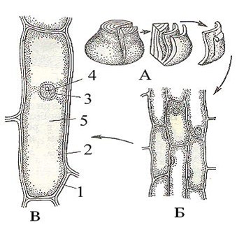 0400lecn-24f1-339x325.png
