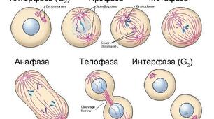 Поділ клітин: клітинний цикл, мітоз.