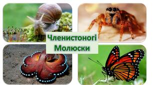 Узагальнення знань "Тип Членистоногі. Тип Молюски"