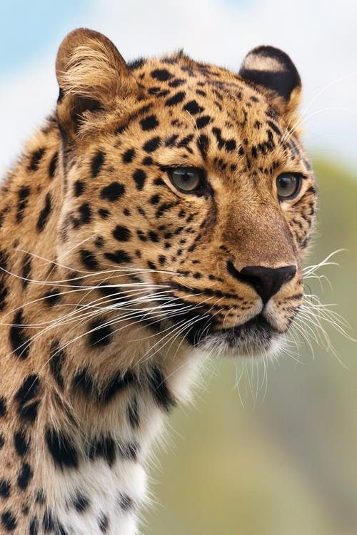 0400liwm-e67c-500x750.png