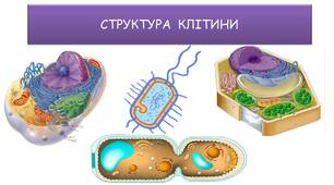 СТРУКТУРА КЛІТИНИ
