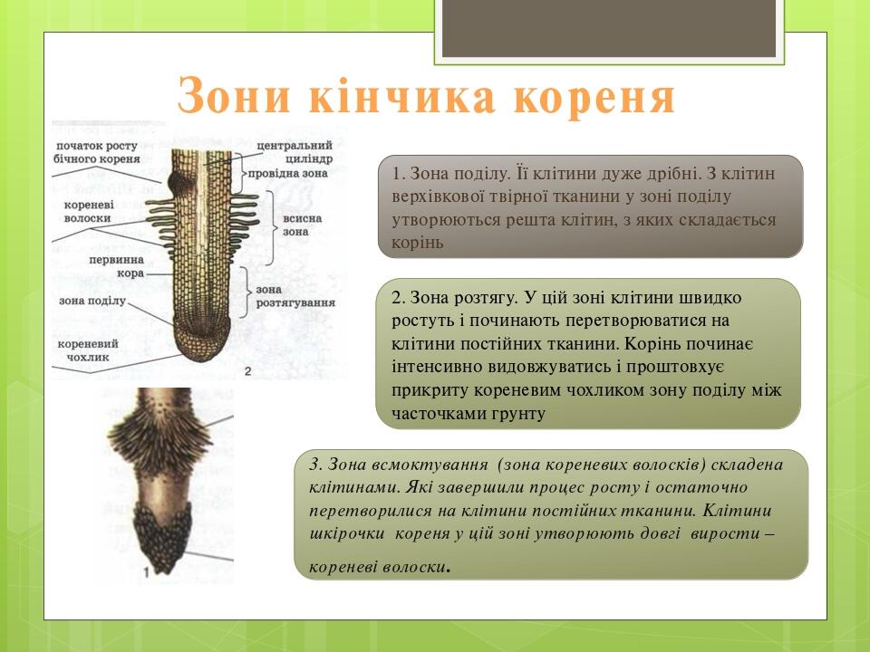 Корінь. Будова і функції кореня | Презентація. Біологія