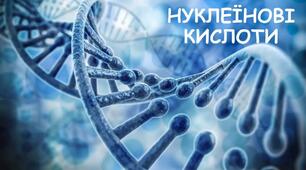 Нуклеїнові кислоти