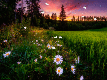 0400lwjd-e615-358x268.gif