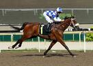 Singapore Turf Club - Racing Portal | Singapore Turf Club Horse Racing