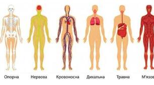 Системи внутрішніх органів людини