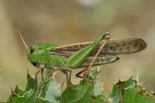 0400nbcg-c821-600x400.jpg