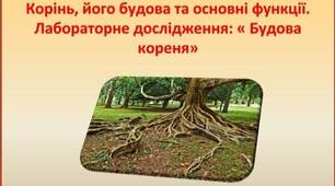 Презентація " Корінь: будова та основні функції. Лабораторне дослідження :" Будова кореня""