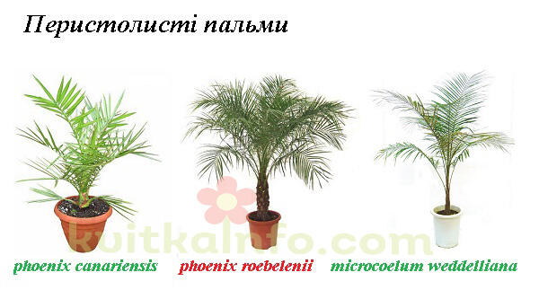 kolazh_peristolisti_palmi1_kopiya.jpg (89.27 Kb)