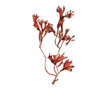 0400nkn5-5180-159x132.png