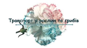 Транспорт речовин у рослин та грибів