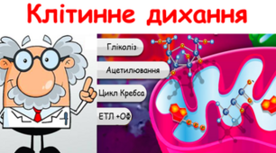 9 клас. Енергетичний обмін. Дихання