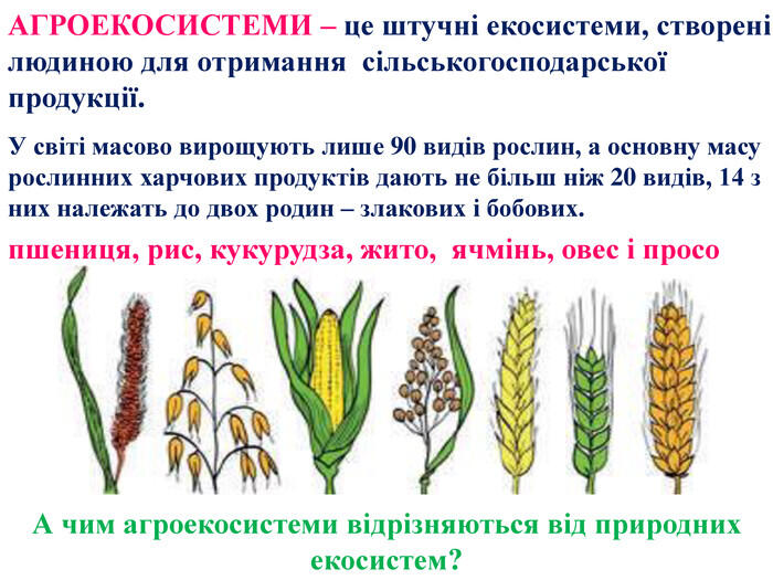 АГРОЕКОСИСТЕМИ – це штучні екосистеми, створені людиною для отримання сільськогосподарської продукції. У світі масово вирощують лише 90 видів рослин, а основну масу рослинних харчових продуктів дають не більш ніж 20 видів, 14 з них належать до двох родин – злакових і бобових.пшениця, рис, кукурудза, жито, ячмінь, овес і просо А чим агроекосистеми відрізняються від природних екосистем?