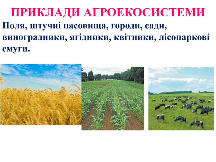 ПРИКЛАДИ АГРОЕКОСИСТЕМИПоля, штучні пасовища, городи, сади, виноградники, ягідники, квітники, лісопаркові смуги.