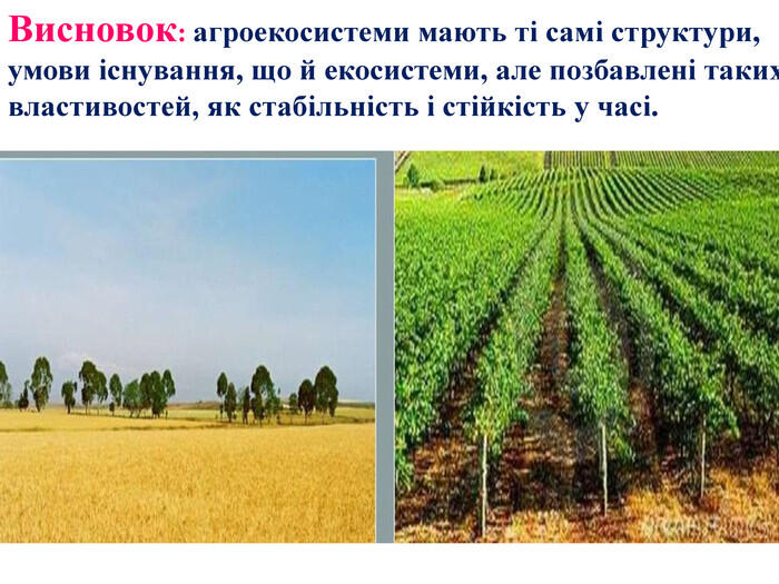 Висновок: агроекосистеми мають ті самі структури, умови існування, що й екосистеми, але позбавлені таких властивостей, як стабільність і стійкість у часі.