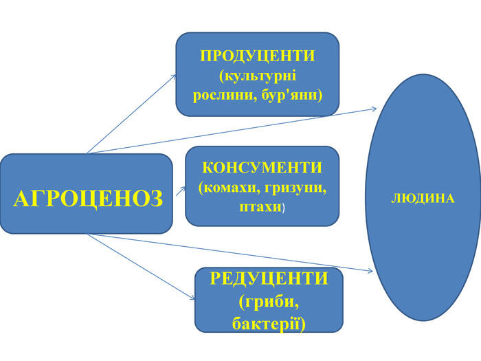 ПРОДУЦЕНТИ(культурні рослини, бур'яни)КОНСУМЕНТИ(комахи, гризуни, птахи)РЕДУЦЕНТИ(гриби, бактерії)ЛЮДИНААГРОЦЕНОЗ