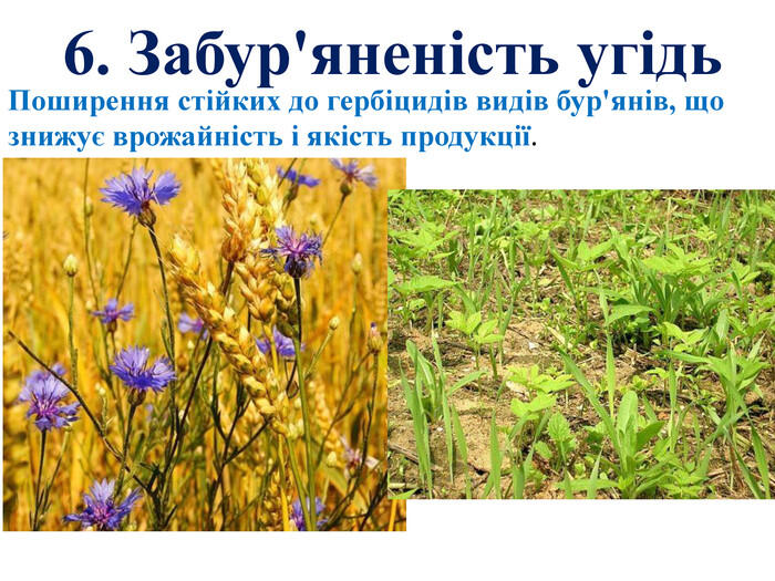  6. Забур'яненість угідь. Поширення стійких до гербіцидів видів бур'янів, що знижує врожайність і якість продукції.