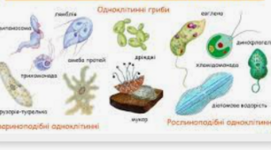 Узагальнення вивченого за темою «Одноклітинні організми»