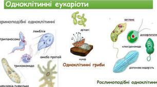 Одноклітинні організми. Перехід до багатоклітинності
