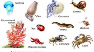 КОНТРОЛЬНА РОБОТА І СЕМЕСТР (до птахів)