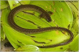 Южный карликовый сирен (лат. Pseudobranchus axanthus)