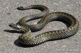 ГАДЮКА ОБЫКНОВЕННАЯ (Vipera berus) - Фауна Беларуси