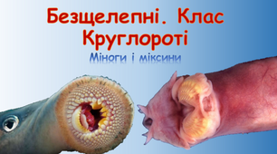 Презентація    " Безщелепні. Клас Круглороті : Міноги.Міксини."