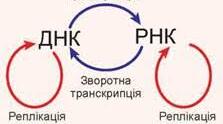 Хромосоми.Транскрипція. Подвоєння ДНК. Репарація.