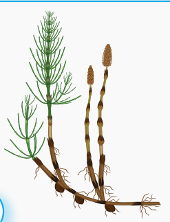 0400orcf-0147-247x323.png
