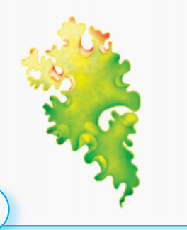 0400orci-ba51-264x325.png