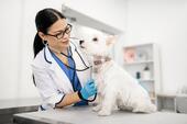 Dog vet Images | Free Vectors, Stock Photos & PSD