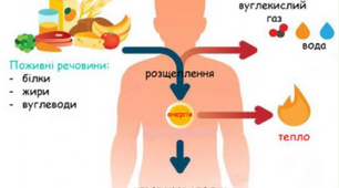 10 клас. Обмін речовин і перетворення енергії