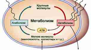 Контрольна робота 1 з теми "Принципи функціонування клітини"