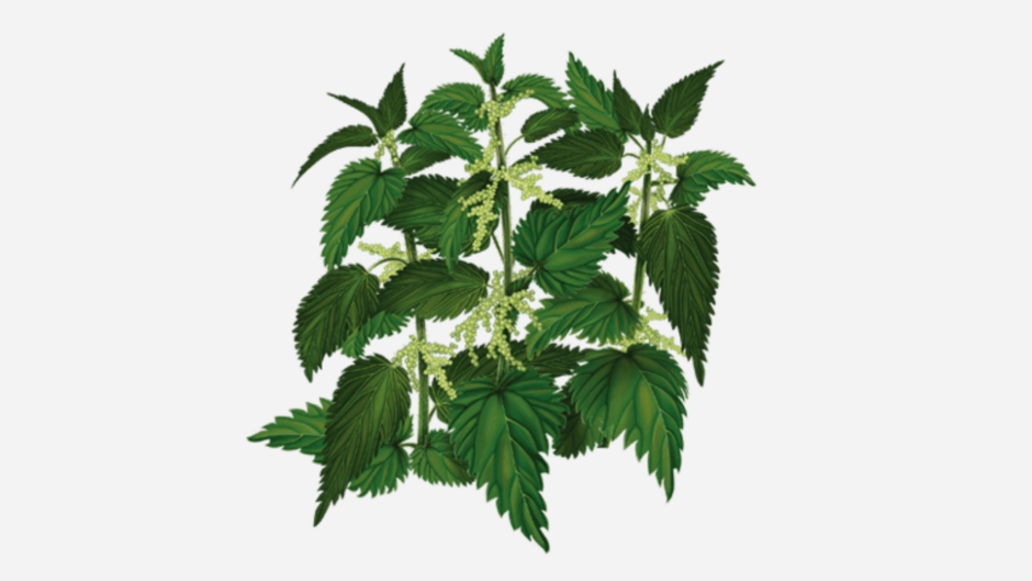 0400p509-1cc3-940x529.png