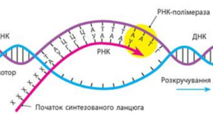 П.р. №2. Розв'язування елементарних вправ з транскрипції та трансляції