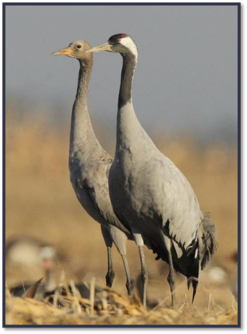 0400p63c-1896-247x334.png