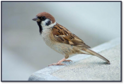 0400p63q-5985-245x167.png