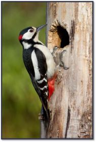 0400p63x-ef5e-189x278.png