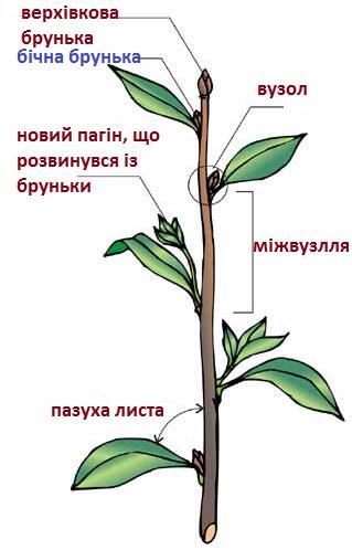 0400p6d8-595a-319x498.jpg
