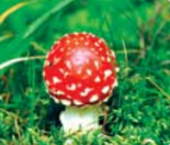 0400p6zp-14ba-160x136.png