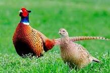 Самка и самец фазана: отличия, сходство внешности и поведения