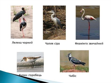 0400pg05-495e-470x352.jpg